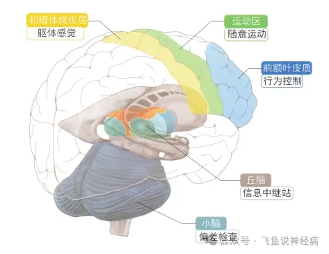 丘脑究竟是干嘛用的? - 好大夫在线