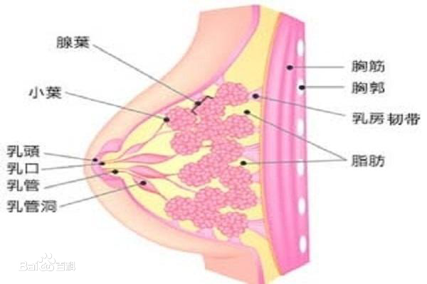 母乳喂养专题 五 如何科学 发奶 才能远离乳腺炎 乳腺炎