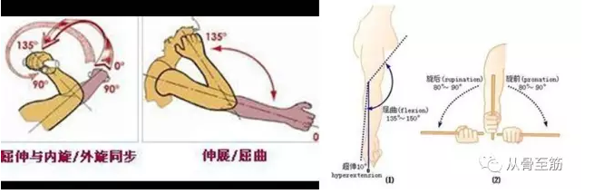 肘关节运动示意图图片