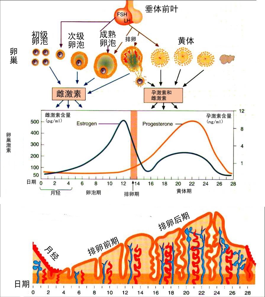 乳腺腺病 - 好大夫在线