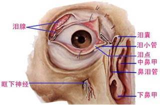 眼結構圖(外眼,眼瞼,眼球,眼外肌,淚道解剖圖)