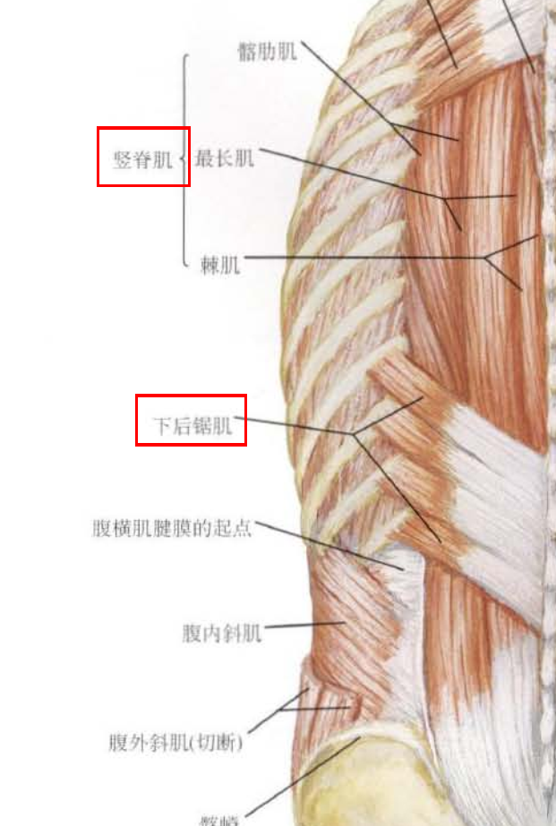 一篇文章读懂腰椎微创的核心是什么