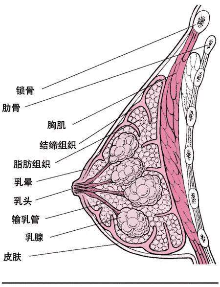 乳房大小與乳腺癌的患病風險