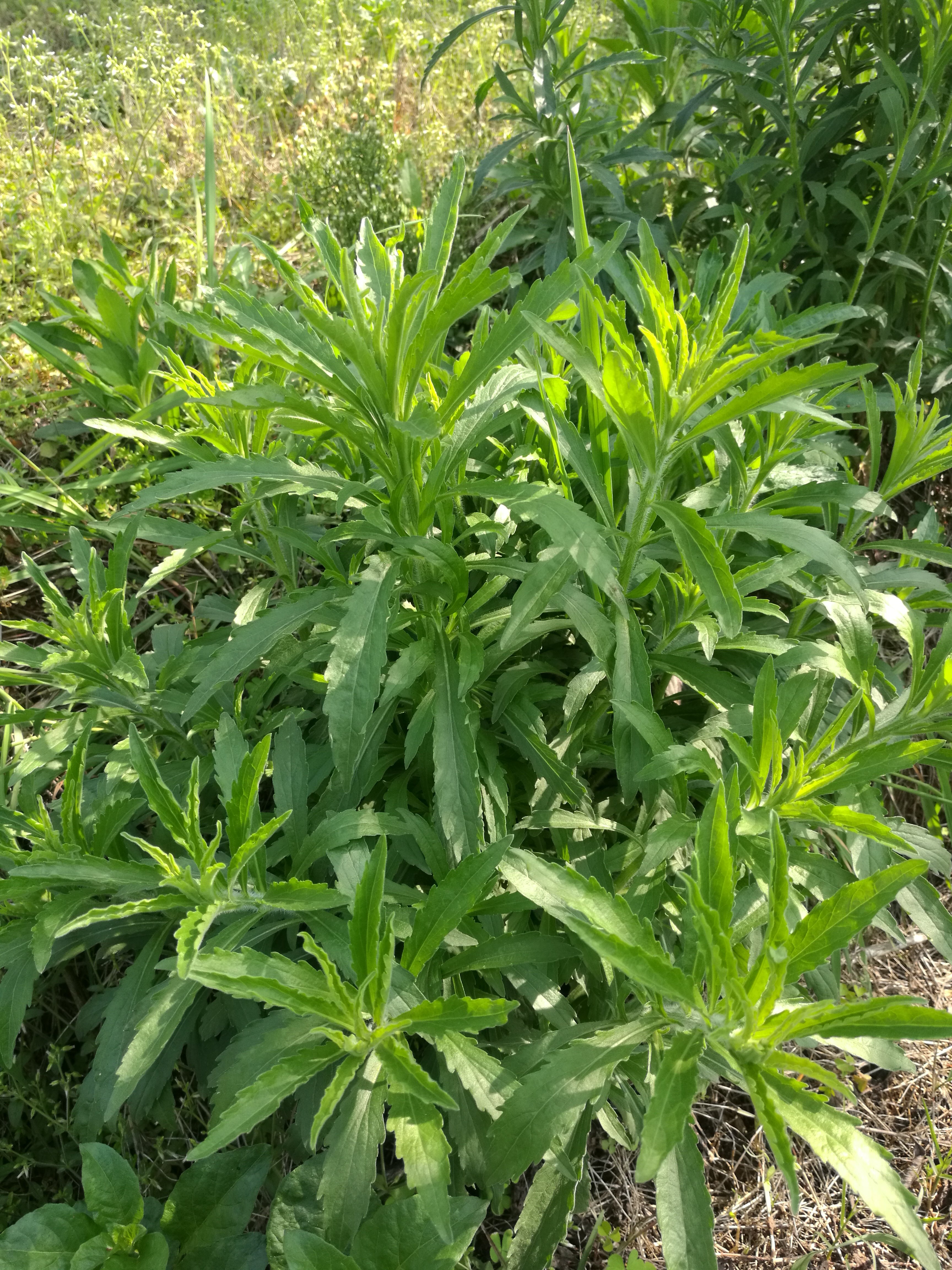 清明踏青随手拍草本 