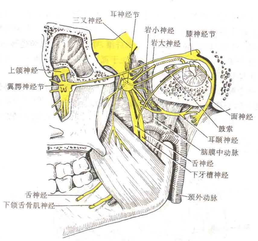 周围性面瘫的病因与治疗
