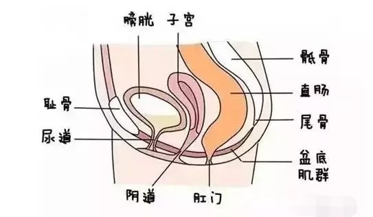 为什么会产后漏尿呢?