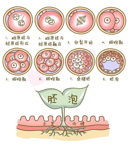 植入过程桑椹胚发育到胚泡期并脱去透明带后,胚泡在子宫内膜上开始