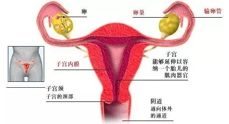 子宫峡部解剖图图片