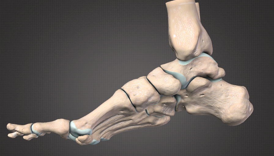 给大家看一下足的26块骨骼,根据所处的部位不同,分为前,中,后足三个