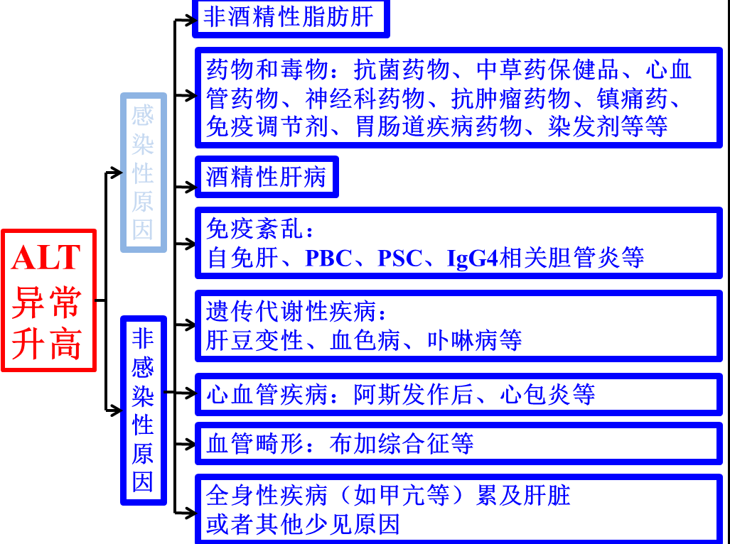 图说转氨酶升高的原因