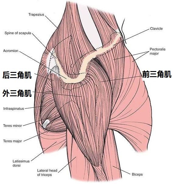 对于正常人来说,人们能够做到双上肢主动后伸,主动后伸肩关节和肘关节