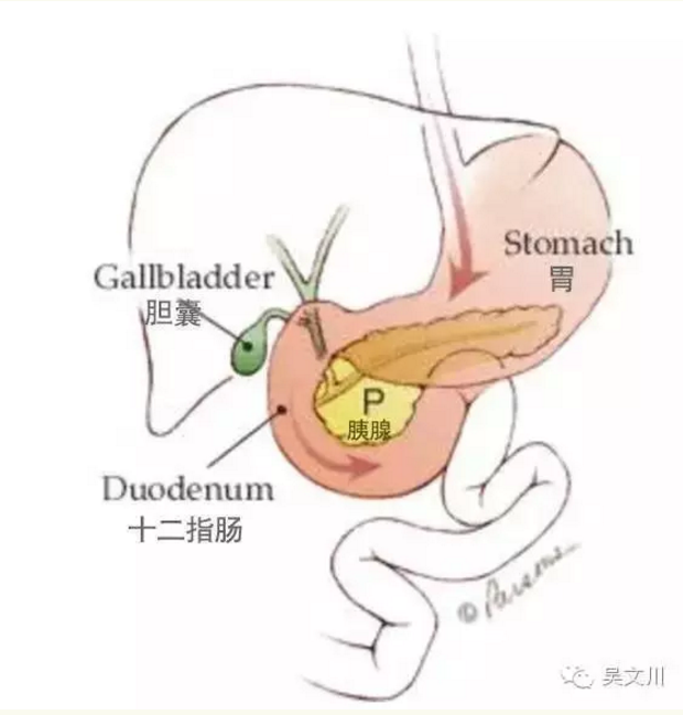 十二指肠和胃的位置图图片