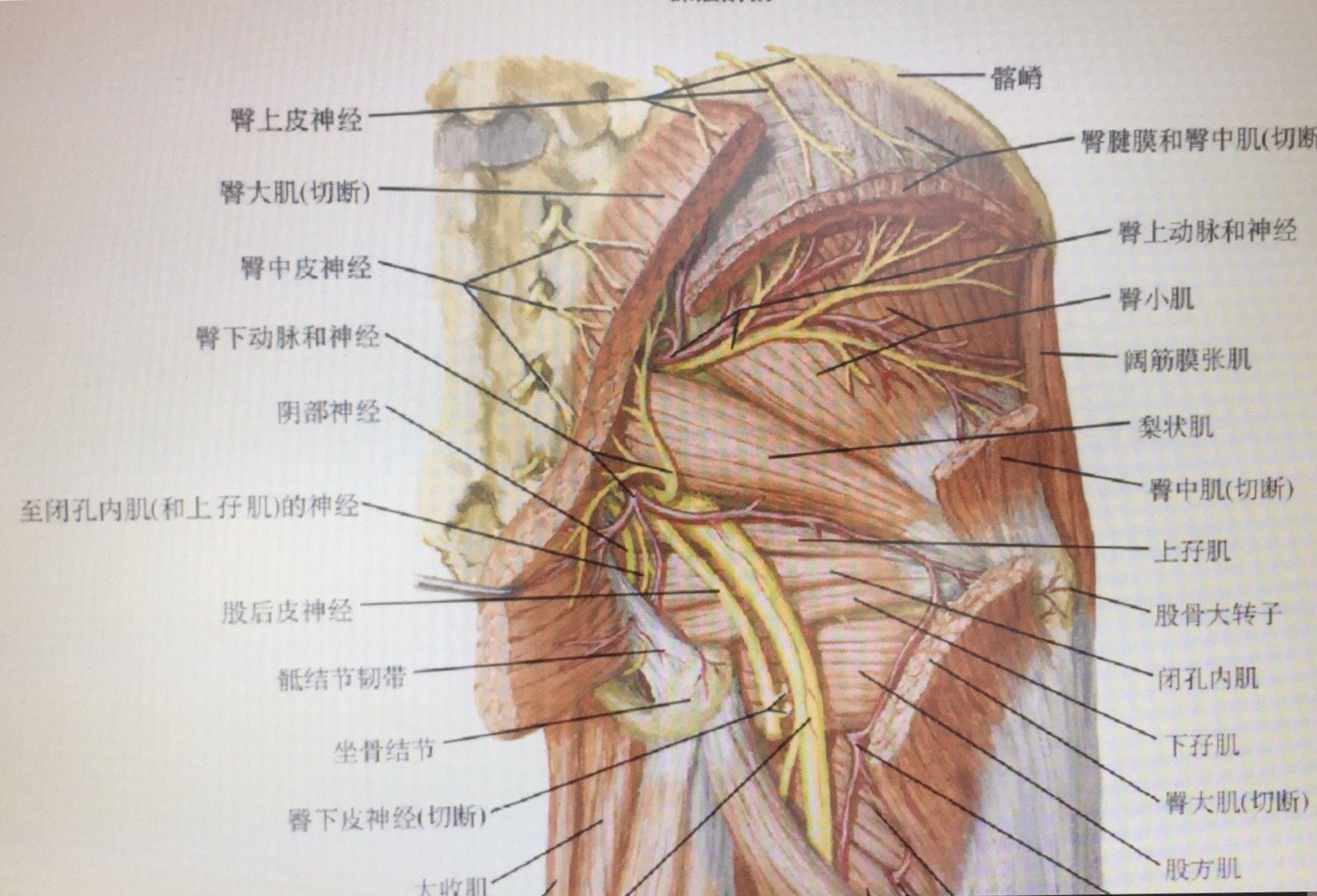 阴部神经痛的微创治疗_疼痛_疾病介绍_治疗方法_介绍_缓解方法 - 好