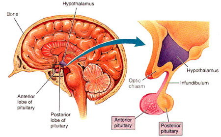 lateral hypothalamus图片