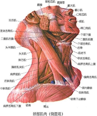胸锁乳突肌无力图片