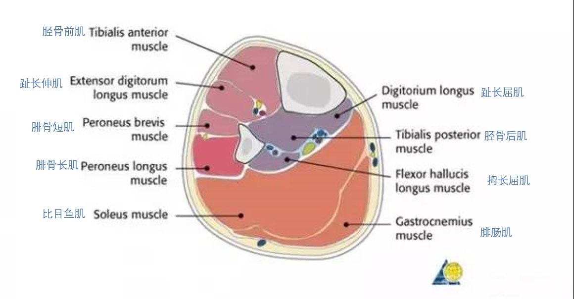 骨筋膜室解剖图解图片