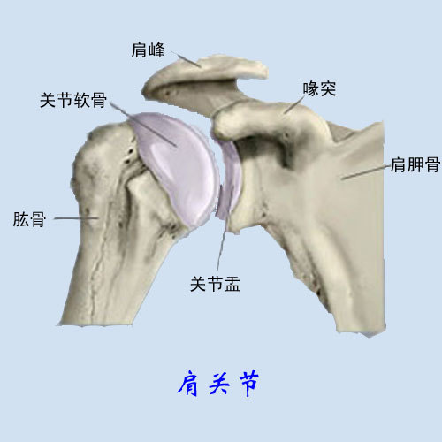 希波克拉底與肩關節脫位