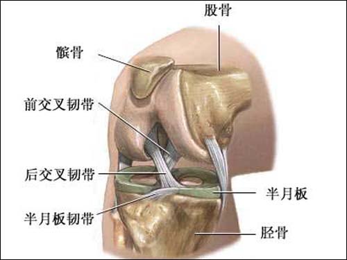 你知道膝關節的結構嗎?