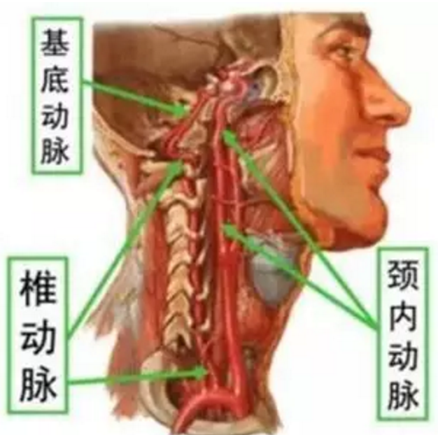 椎动脉在脖子位置图片图片