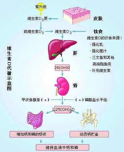 维生素d的今生维生素d是类固醇衍生物,可由人体皮肤自身合成,且合成量