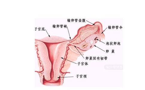 输卵管腹腔口图片