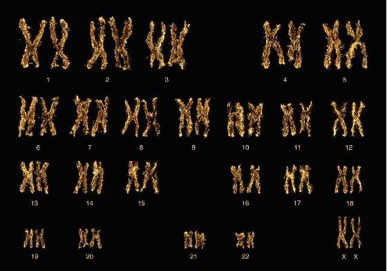 正常女性的染色體為46,xx.