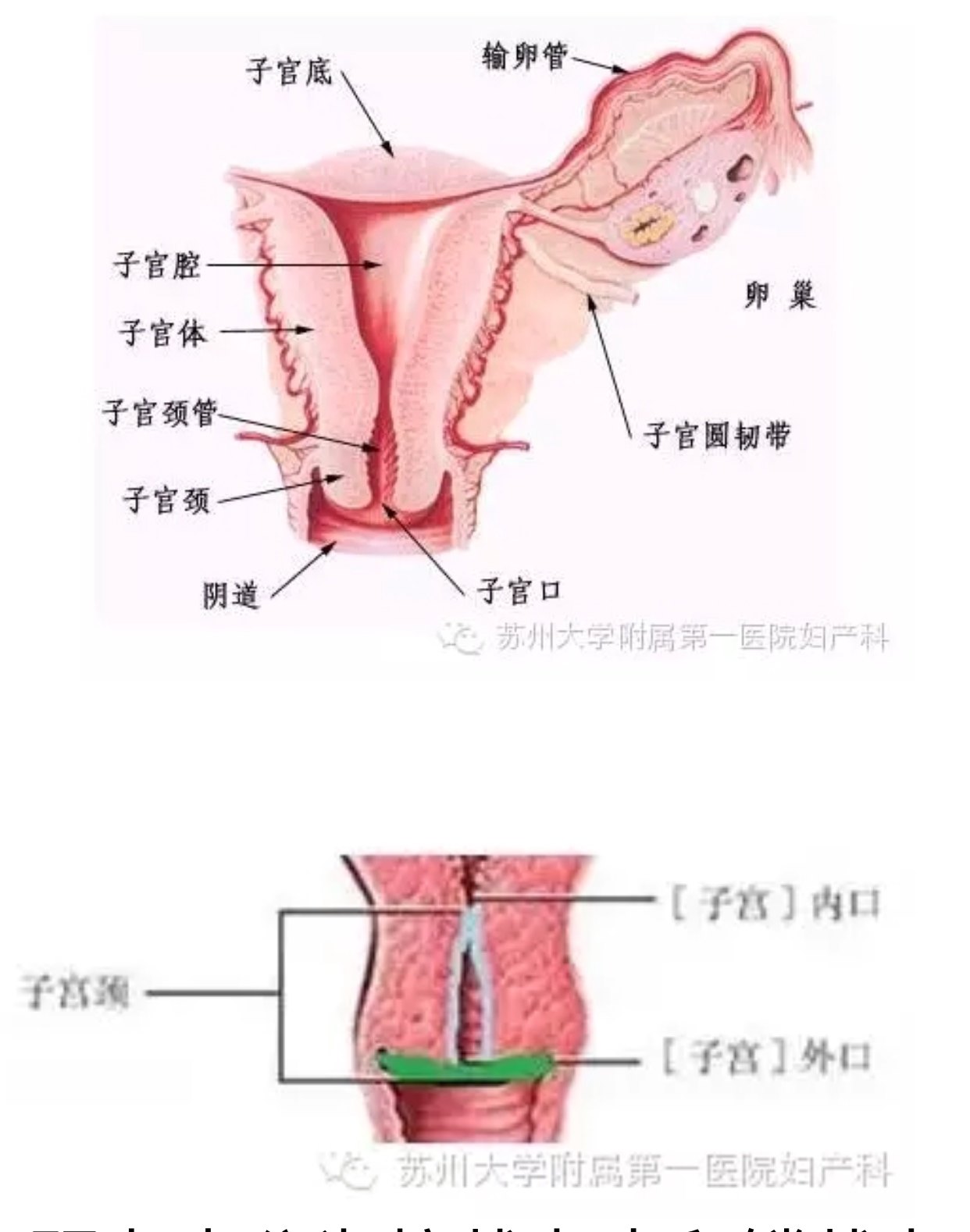 糜烂宫颈和正常宫颈图图片