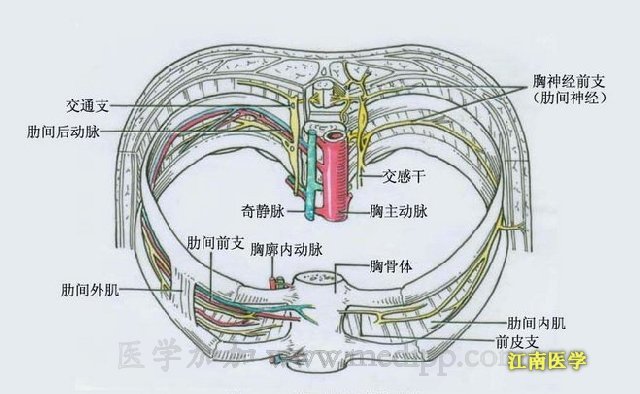 肋间血管位置图片