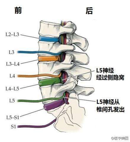 腰椎L1L2L3L4L5的位置图片