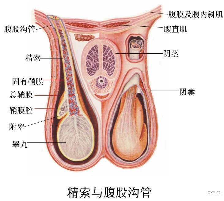 睪丸的數量正常男性睪丸數量為兩枚,位於陰囊內,左右各一.