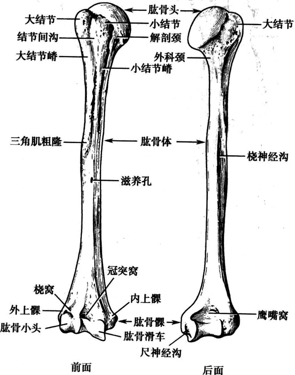 股骨胫骨肱骨位置图图片