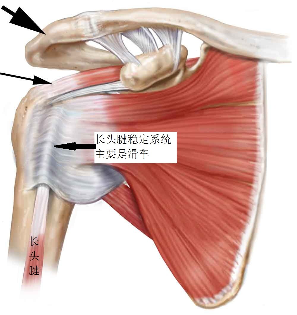 肩关节弹响是怎么回事