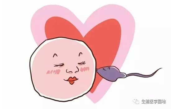 卵子是怎么死的? - 好大夫在线