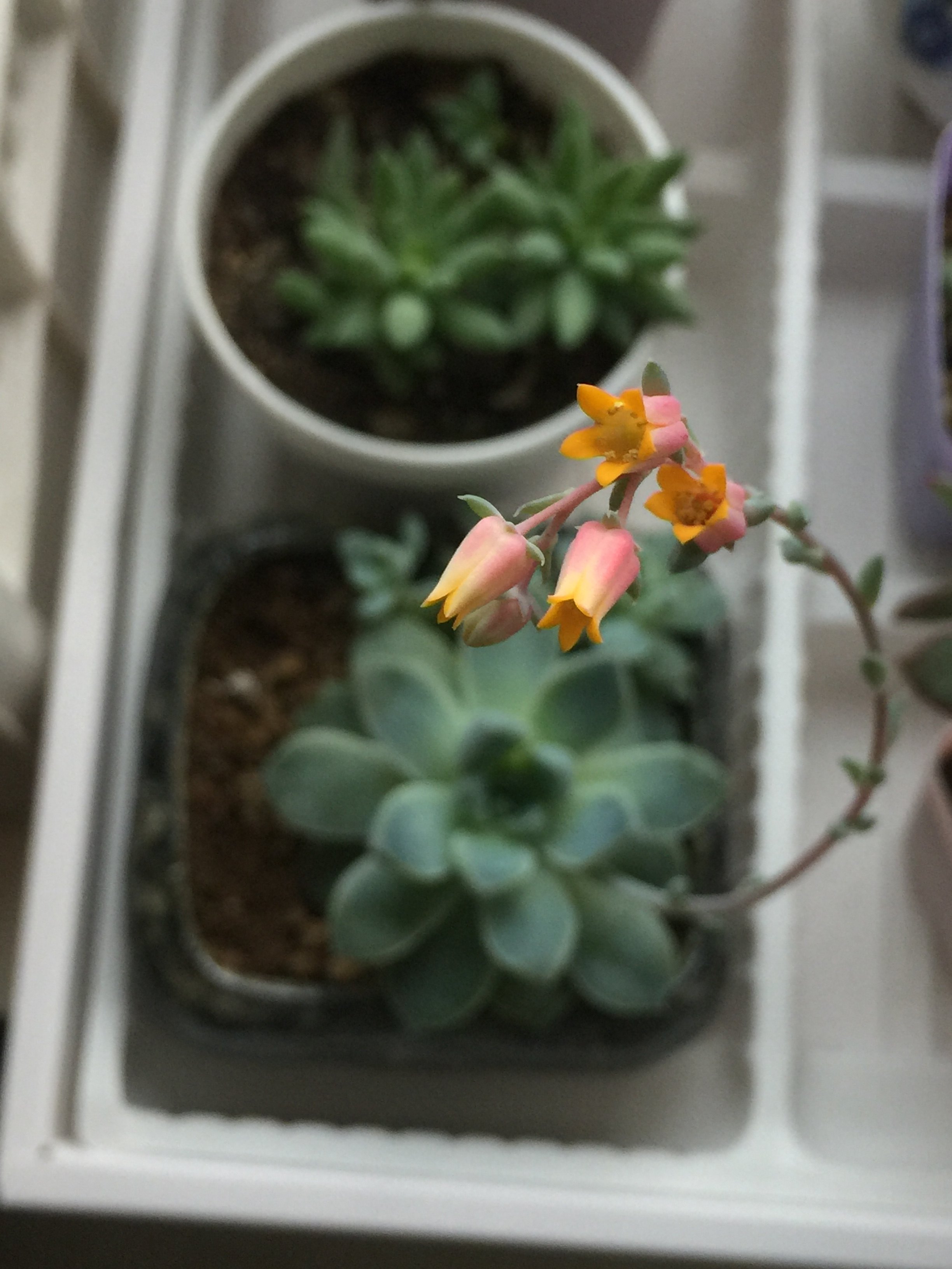 都在吃辅酶Q10,对生育到底有没有好处? - 好大