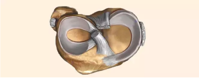 膝关节半月板损伤_疾病介绍_饮食运动 - 好大夫在线