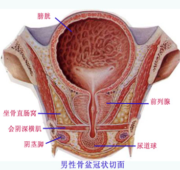 前列腺和膀胱的分布图图片