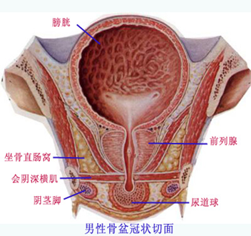 带你认识 前列腺炎 真面目 带你认识 前列腺炎 真面目