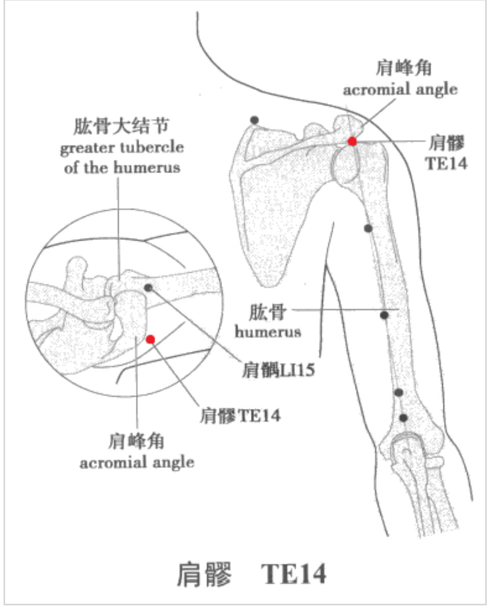 学经络——手少阳三焦经 - 好大夫在线