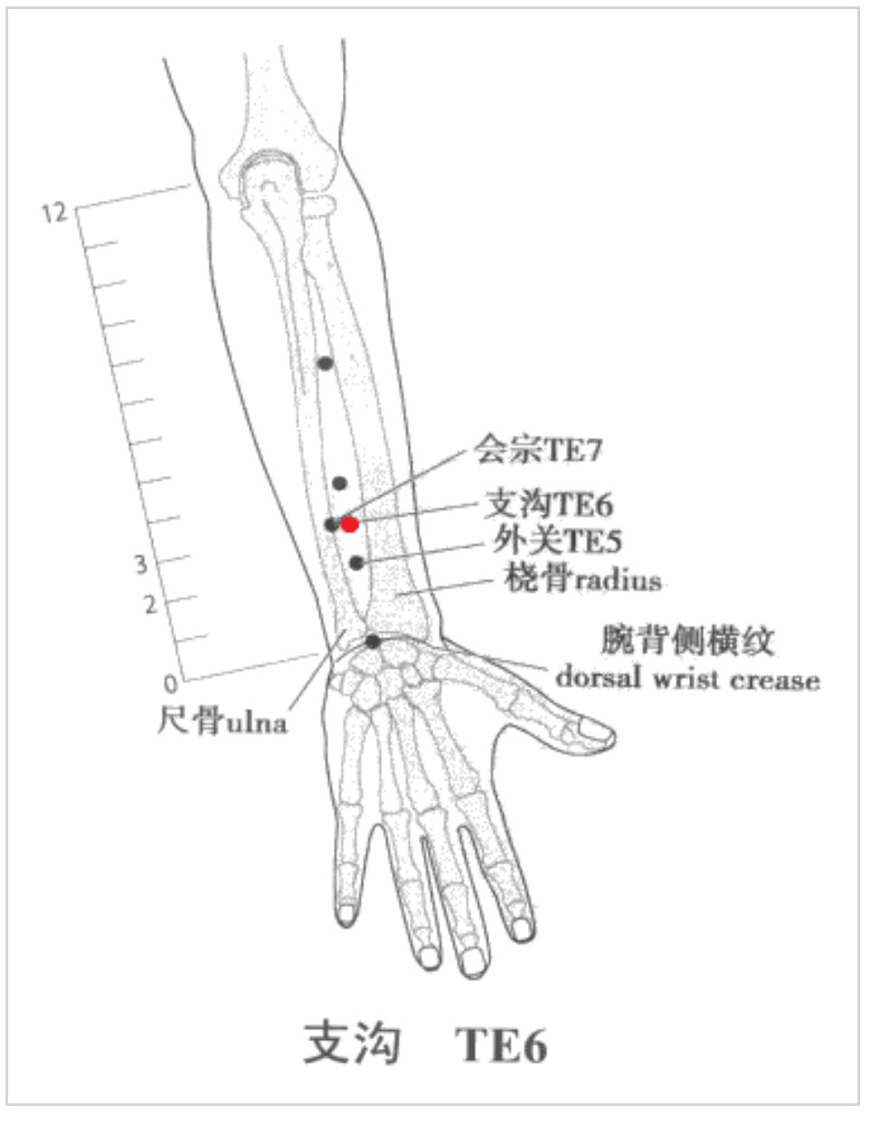 学经络——手少阳三焦经 - 好大夫在线