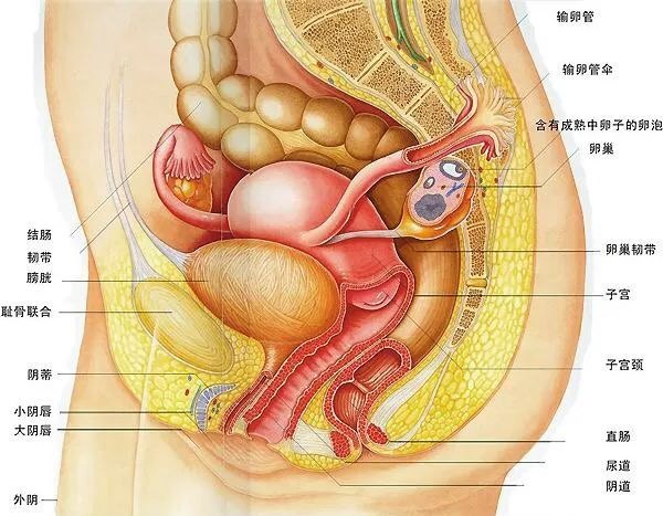 女性生殖器 三 带你了解女性生殖器的邻近器官和盆骨 不孕症 疾病介绍