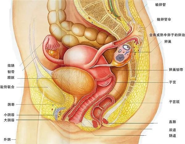 女性生殖器 三 带你了解女性生殖器的邻近器官和盆骨 不孕症 疾病介绍 女性生殖器 三 带你了解女性生殖器的邻近器官和盆骨 不孕症 疾病介绍