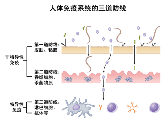 什么叫免疫系统缺陷 vIYBAFsLqSmACtAdAAHFfibGVss841.png?_ms_=440a