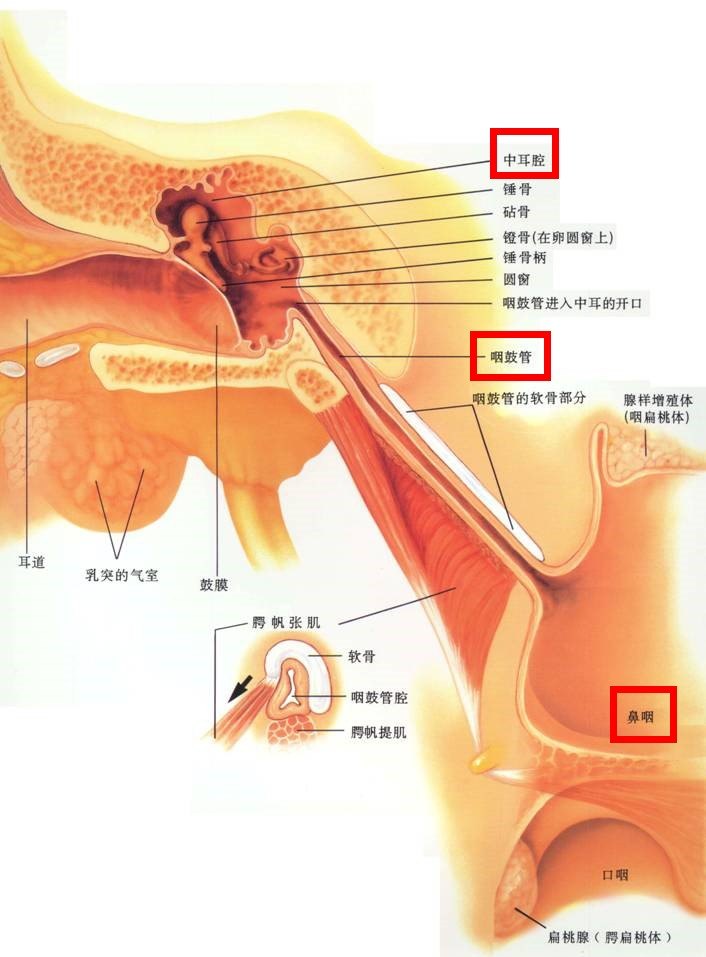 中耳炎2_副本.jpg