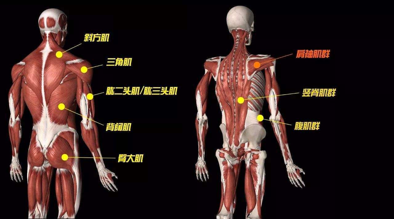 腰部肌肉分解图图片