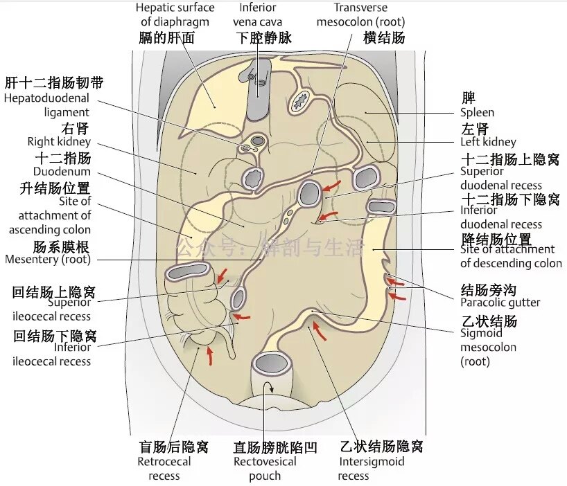 左肠系膜窦图片