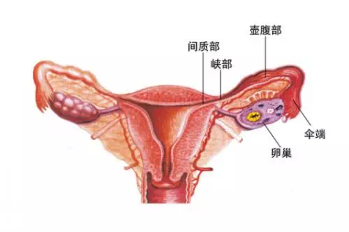 女性生殖器 六 输卵管的心声 为什么我对怀孕至关重要 输卵管堵塞 疾病介绍