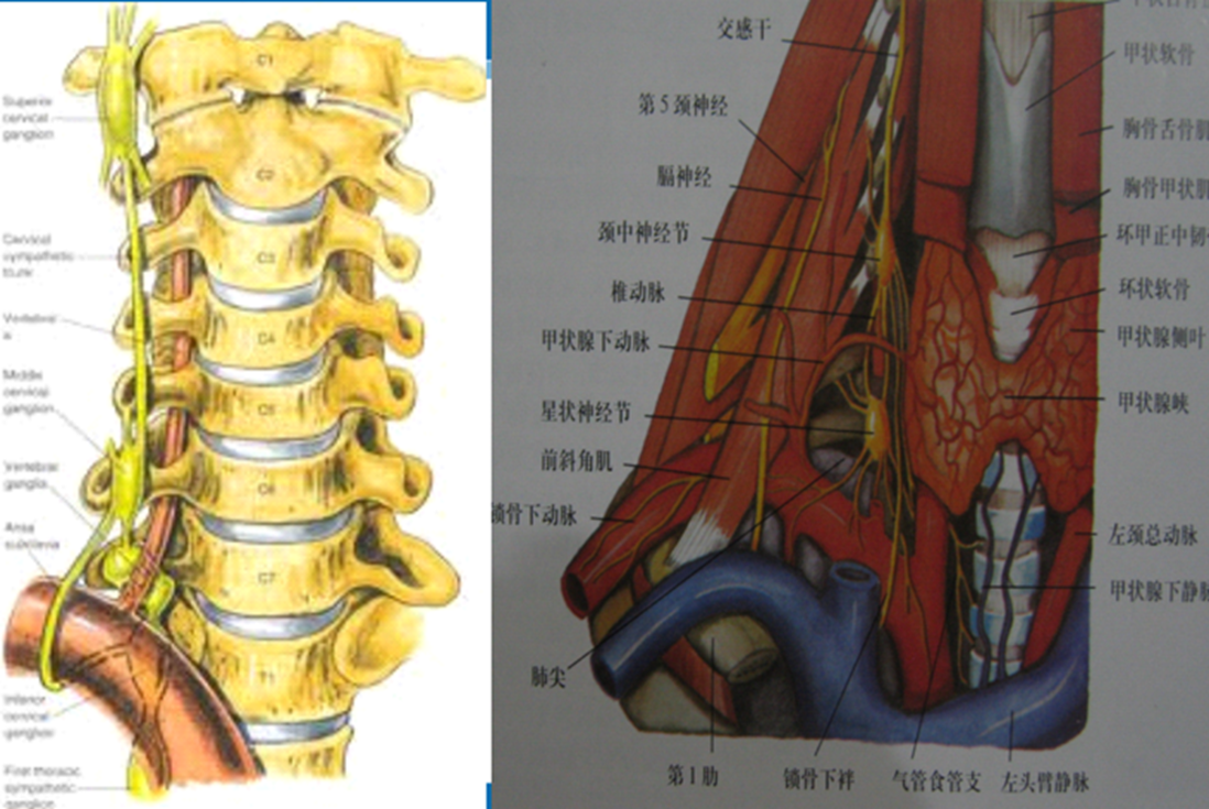 又称颈胸神经节,位于第1肋骨颈突起和第7颈椎横突根部前方,并接受t1