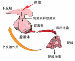 失去了產生,分泌t3,t4的功能,或者下丘腦或垂體