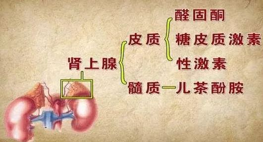 肾上腺分泌什么激素?有哪些功能?