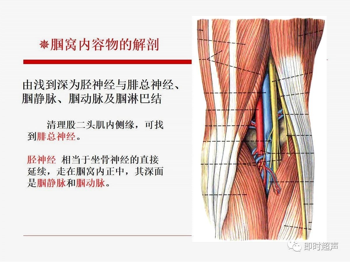 腘窝解剖图图片